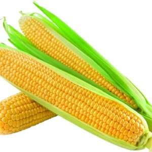 Yellow Corn (GMO)