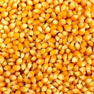 Yellow Corn (Non GMO)
