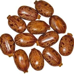 Castor Bean Seeds