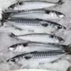 Frozen Fish