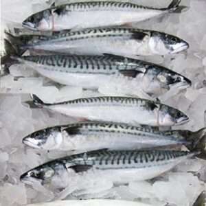 Frozen Fish
