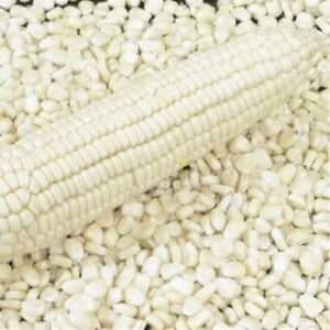 White Corn (GMO)